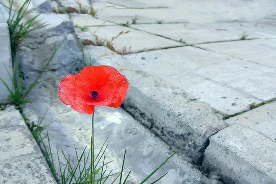 Scarlet Poppy Flower Sprouted Through Concrete Slabs At The Gutter