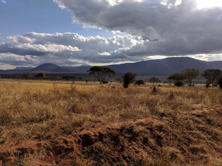 Kenya Tsavo East © ziena