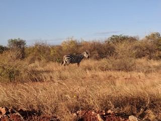 Kenya Tsavo East