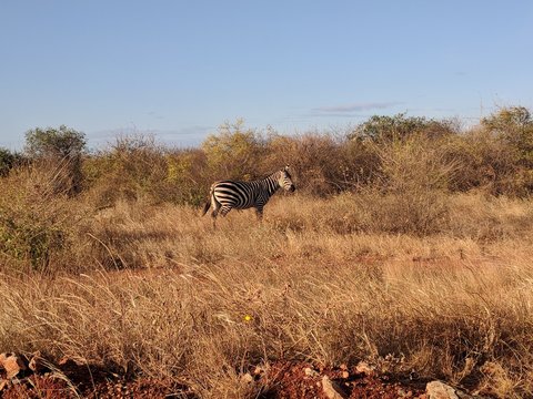 Fototapeta Kenya Tsavo East