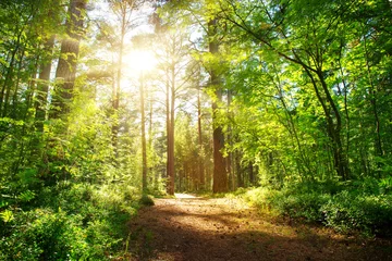 Photo sur Plexiglas Forêt vue sur pinède et sapin en été. Sentier dans le parc
