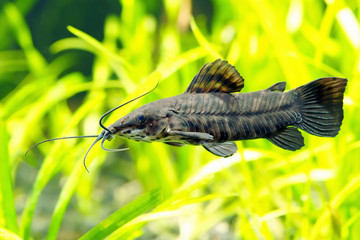 Megalechis thoracata catfish in aquarium.