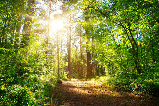 Fototapeta pine and fir forest view in summer. Pathway in the park
