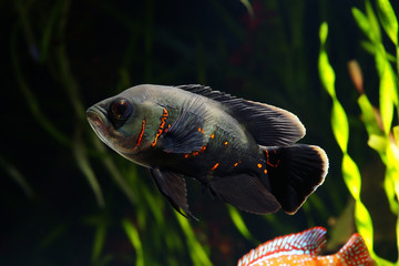 Oscar fish (Astronotus ocellatus)