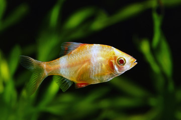 Tiger barb or Sumatra barb glofish (Puntius tetrazona)