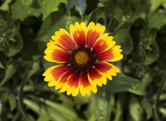 Large-flowered blanket flowers (Gaillardia x grandiflora), Botanical Garden, Frankfurt, Germany, Europe