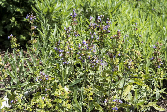 Sage plant in flower (Salvia officinalis). Botanical Garden, Frankfurt, Germany, Europe