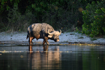 Büffel im Chobe Park