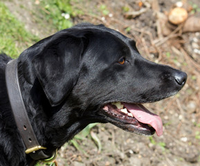 Black Labrador Face