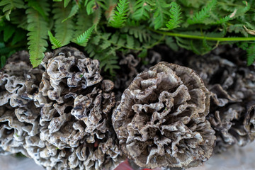 A variety of wild edible fungi with soil