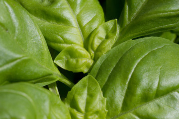 Basil Plant 