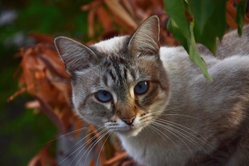 Portrait of a cat with blue eyes in the garden. Tabby cat.