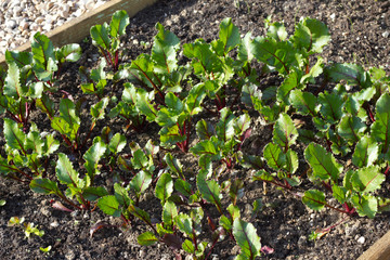 Beetroot plant seedlings