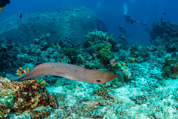 Naklejka na ściany i meble A free swimming Giant Moray Eel on a tropical coral reef