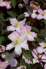 Pink Clematis Climbing Plants