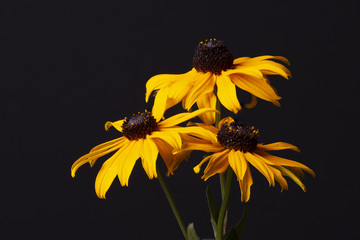 Three Rudbeckia Flowers