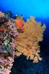Fototapeta na wymiar Delicate, large sea fans on a tropical coral reef