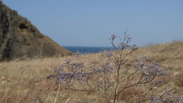 Flowers of common sea-lavender (Limonium vulgare) near the sea