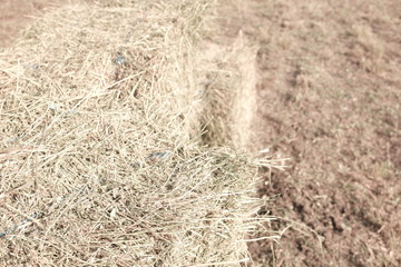  sheaves of hay on the field