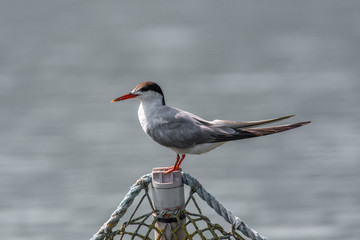 Common tern (sterna hirundo) in Danube Delta Romania. Wildlife in natural habitat