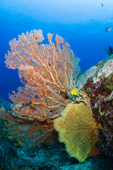 A beautiful, brightly colored tropical coral reef in Asia