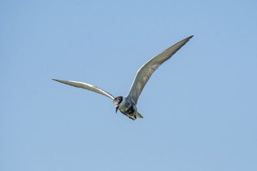 Obraz premium Common tern (Sterna hirundo) hovering and searching for fish.