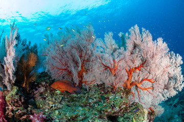 Fototapeta na wymiar A beautiful, brightly colored tropical coral reef in Asia