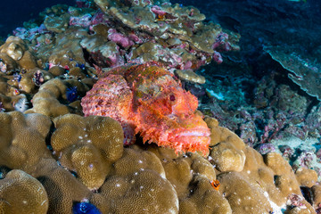 A large bearded Scorpionfish hiding on a tropical coral reef