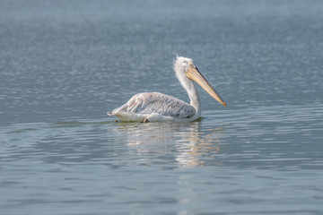 Dalmatian curly pelican (Pelecanus crispus) the world's largest freshwater bird