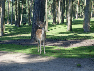 Reh steht ganz still