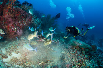 A male SCUBA diver exploring a deep tropical coral reef