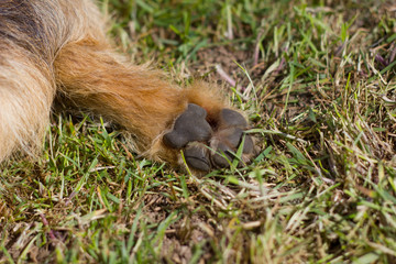 up turned terrier foot showing pads