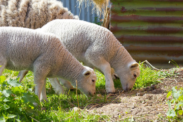 Obraz na płótnie Canvas Lambs grazing on grazing