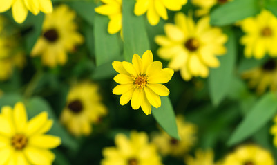 Beautiful natural yellow Mexican sunflowers in garden top view