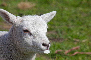 Lamb with tongue poking out