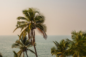Palm Trees in Front of the Ocean