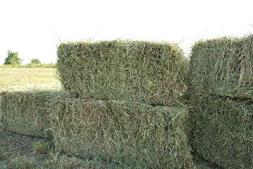 sheaves of hay on the field
