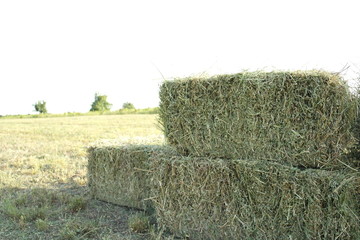 sheaves of hay on the field © Ирина Белокурова