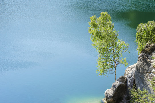 Tree Growing On A Rock Against The Backdrop Of A Lake