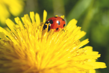 insect ladybug on yellow spring flower