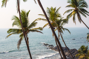 Palms, Rocks and Ocean