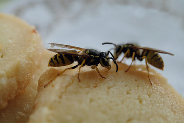 Wespen auf Keksen - Wespenplage im heißen Sommer 2018 - Stockfoto