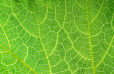 Closeup natural green leaf fiber to nourish the leaves using as background and wallpaper
