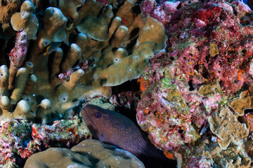 A large Giant Moray eel hidding in hard corals on a colorful tropical reef