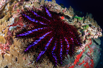 A large Crown of Thorns (COTS) Starfish feeding on hard corals on a tropical coral reef
