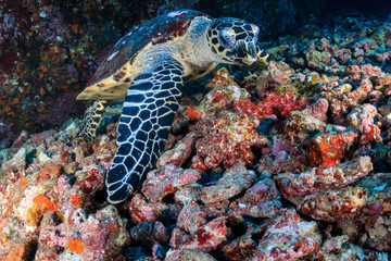 Obraz na płótnie Canvas A friendly Hawksbill Sea Turtle feeding on soft corals on a tropical coral reef at sunrise