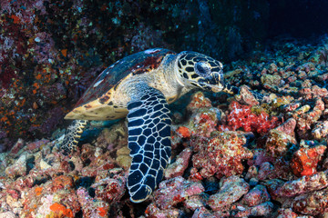 A friendly Hawksbill Sea Turtle feeding on soft corals on a tropical coral reef at sunrise