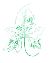 Green hand drawing ivy leaf with fantasy pictures