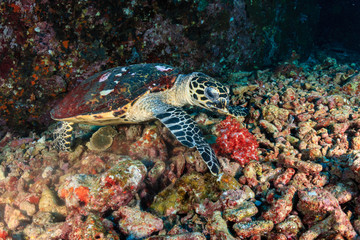 Naklejka na ściany i meble A friendly Hawksbill Sea Turtle feeding on soft corals on a tropical coral reef at sunrise