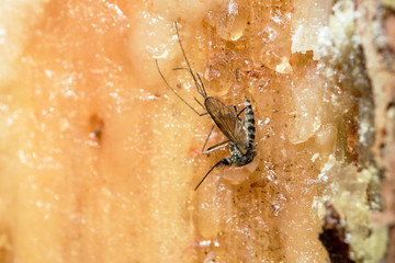 the mosquito got stuck in a pine oleoresin, an insect on the damaged